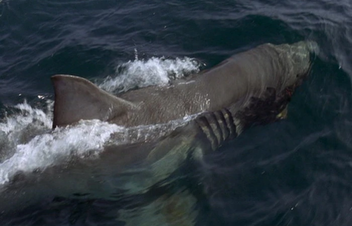 Brucette | Jaws Wiki | FANDOM powered by Wikia