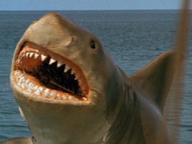 Film History A Real Shark Fell In Love With The Mechanical