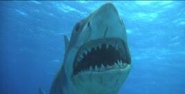 Jawstrshark