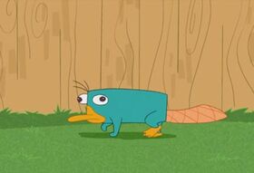Perry in the backyard