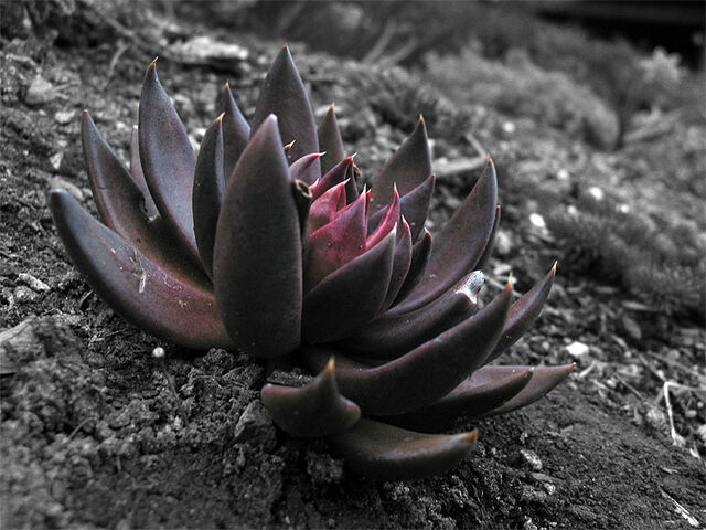 File:Thelotus.jpg