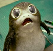 Porg