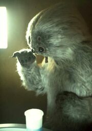 Muftak2