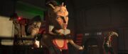 Sugi-Wookiee