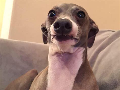 Jenna Marbles Dogs Name Jenna Marbles Dogs Name