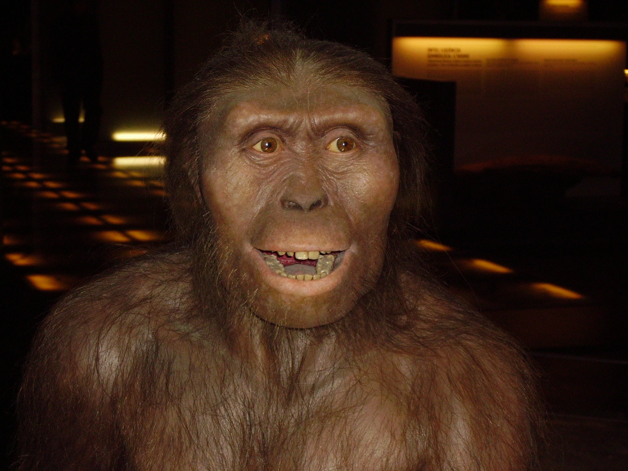 Image Australopithecus afarensis.JPG Jerry's stuff Wikia FANDOM