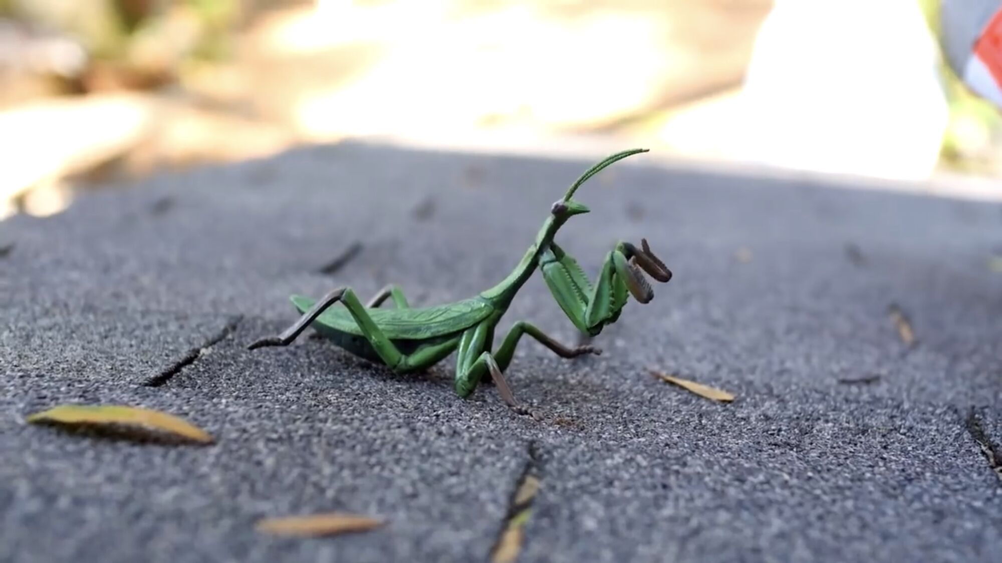 Praying Mantis JesseAndMike Wiki Fandom