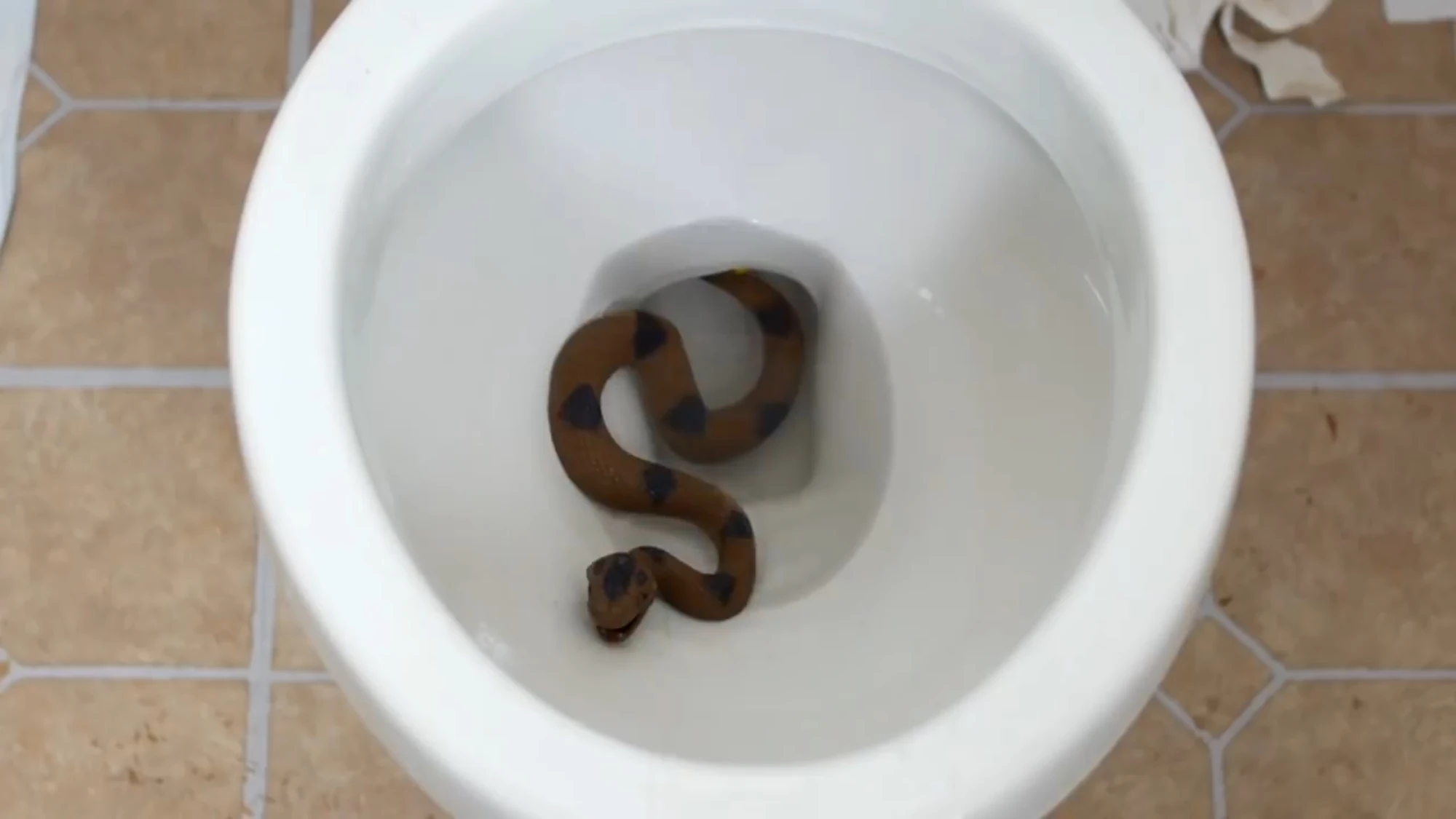 SNAKE IN TOILET! JesseAndMike Wiki Fandom