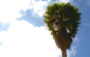Cookoutpalmtree