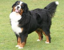 Kluf