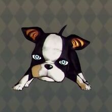 Iggy Jojo S Bizarre Wiki Fandom