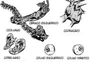 Partes do Cadáver
