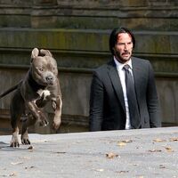 Unnamed Dog The John Wicki Fandom,Windows 10 Hd Wallpapers For Pc 4k Resolution Download Free