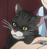 Kawajiricat