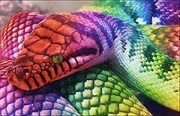 Ultradangerdeathnopeslipperypythonsnek