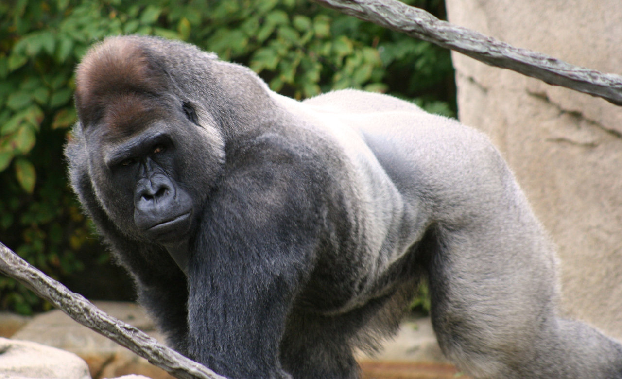 do all male gorillas become silverbacks