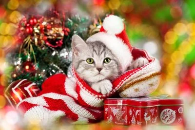 Christmas Cat