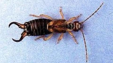 How To Get Rid Of Earwigs