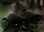 Monster Wormy