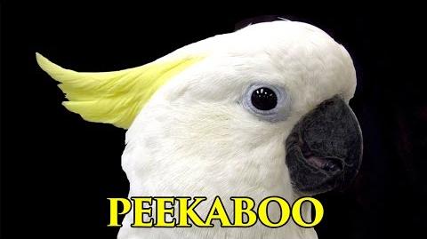 Adorable Cockatoo Peekaboo