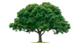 MWTree
