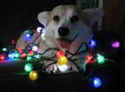 Xmas puppy