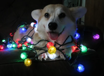 Xmas puppy