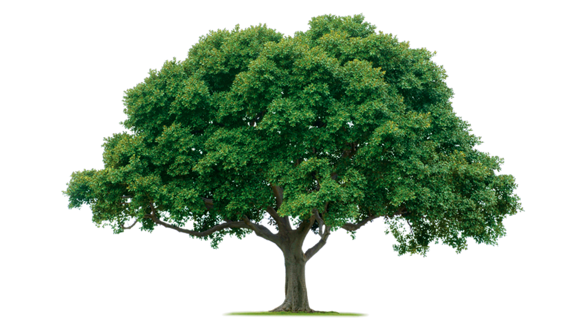 Image result for tree