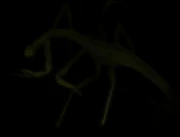 SCP-372