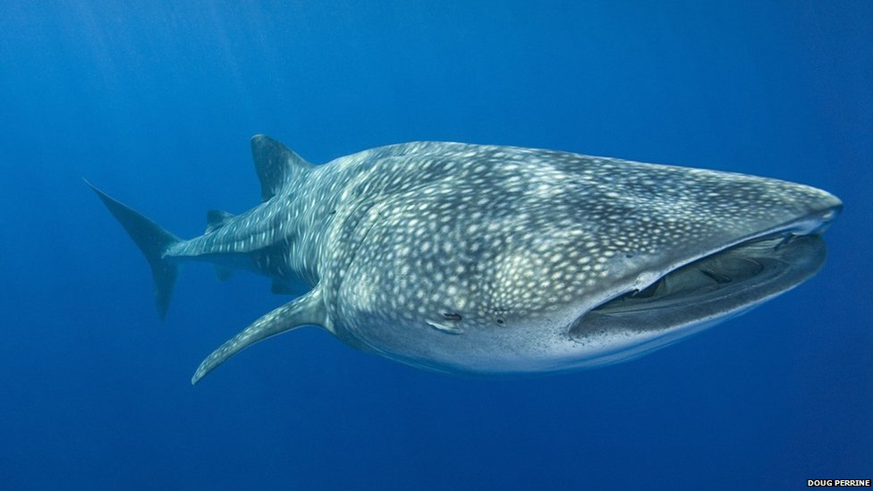 the biggest fish joke