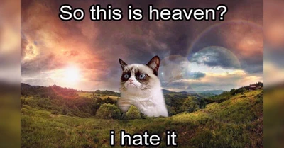 GrumpyCatDead