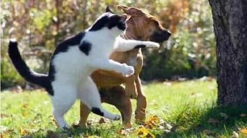 Crazy Cats Attack Dogs Compilation