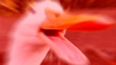 Angery ducky