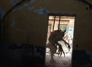Apyr-0
