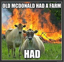 Evil Cows!