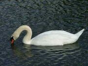 Sig swan