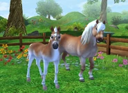 Haflinger apka 2.png (1,01 MB) Haflinger apka 2