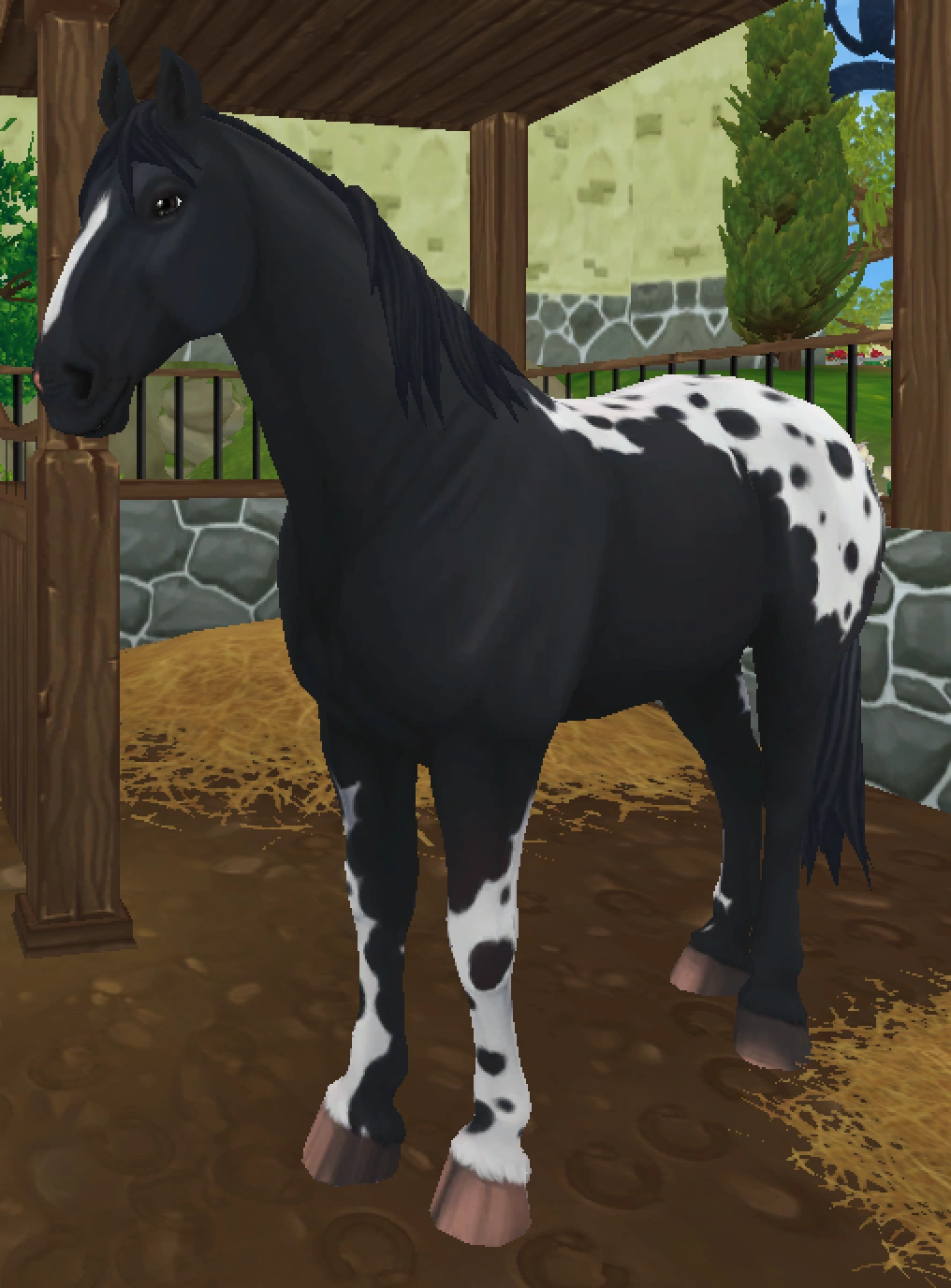 Knabstrupper/Gallery Jorvikipedia Fandom