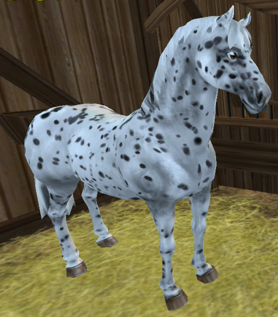Appaloosa Jorvikipedia FANDOM powered by Wikia