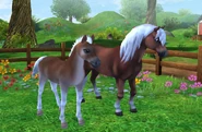 Haflinger apka 3.png (984 KB) Haflinger apka 3