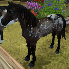 Appaloosa Jorvikipedia Fandom