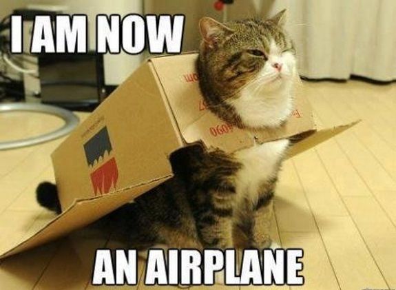 image top 30 funny cat memes hilarious jpg jorvikipedia fandom