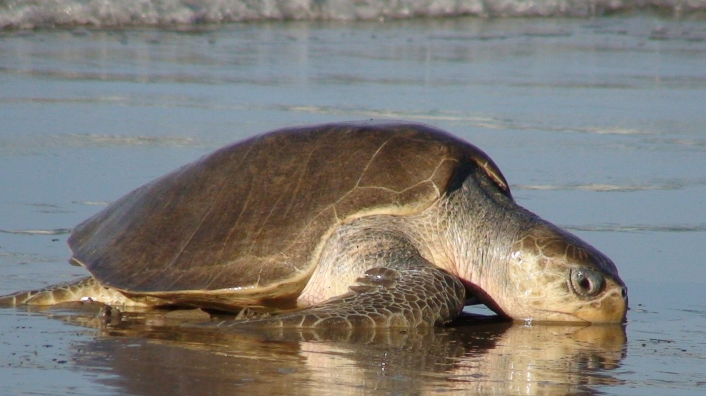 olive-ridley-joseph-lee-s-guide-to-sea-turtle-wiki-fandom-powered