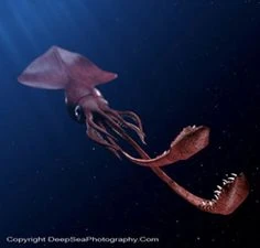 Colossal Squid | Jurassic Park Fanon Wiki | FANDOM powered by Wikia