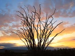 Sagebrush plant