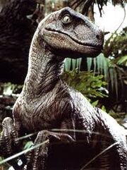Raptor profile