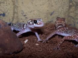 Coleonyx