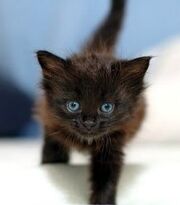 Black-kitten-2