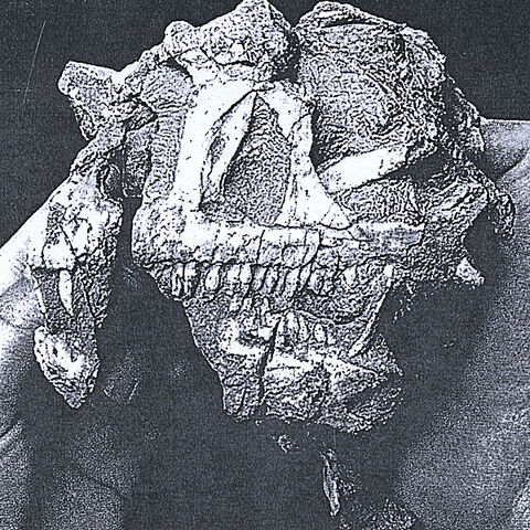 File:IIF ART.jpg