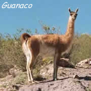 Jesnaco
